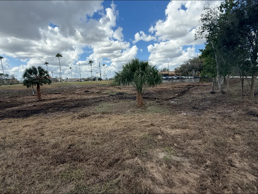 Cleared commercial lot with preserved sabal palms