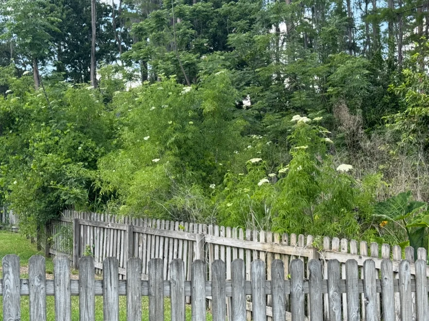 Overgrown brush along a backyard fence before cleanup