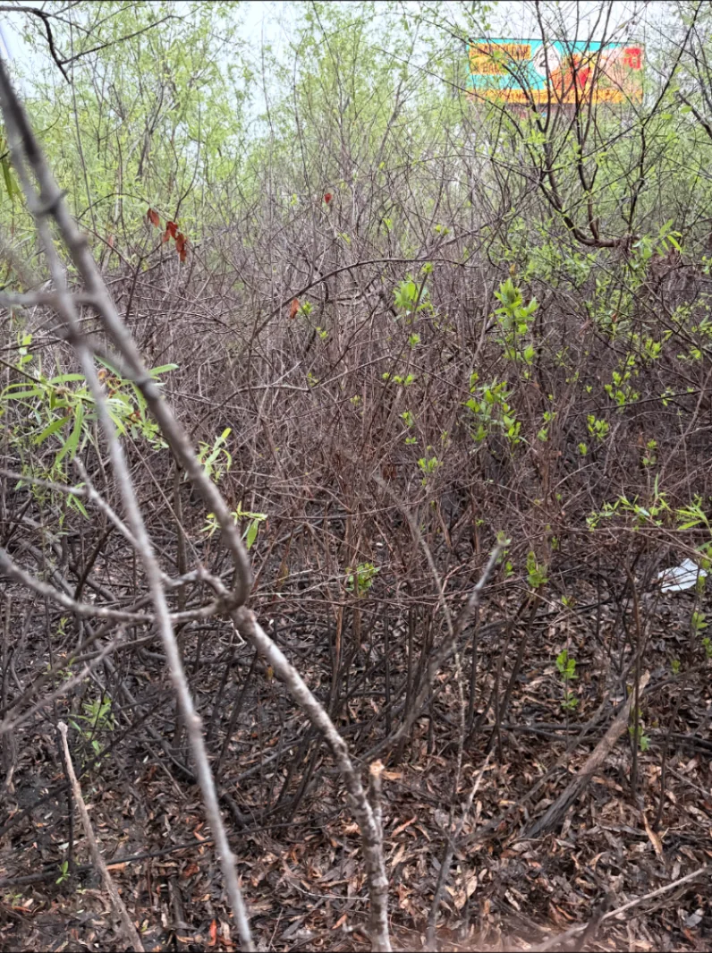 Dense brush before a commercial land clearing project