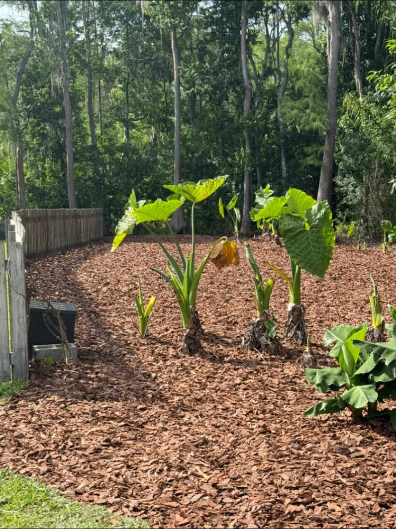 Fresh mulch and established tropical plants along a wooded property