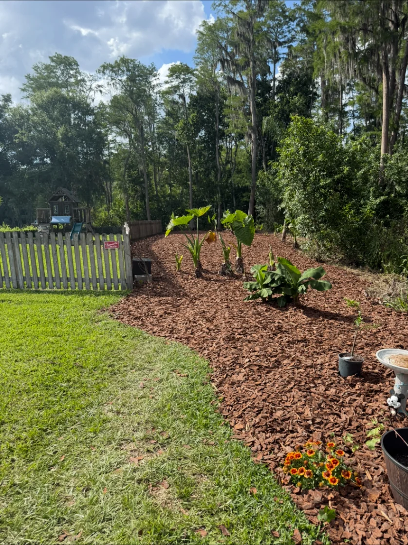Newly mulched backyard tropical landscape bed