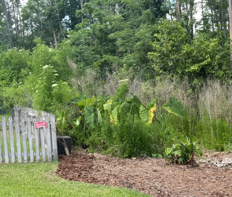 Freshly mulched bed edging a wooded backyard