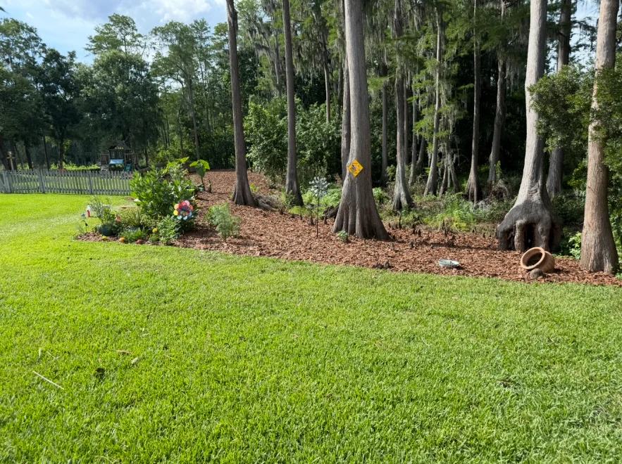 Cleanly edged mulch bed beneath cypress trees
