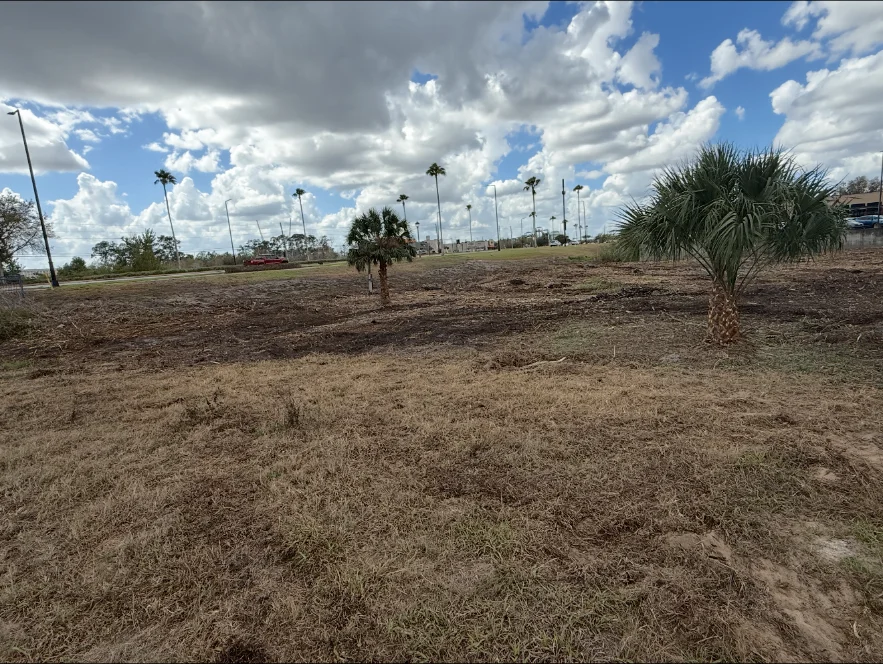 Open cleared land with palms left in place
