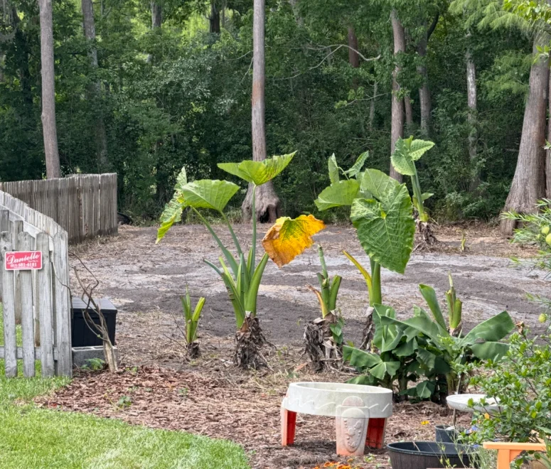 Cleared backyard area with new tropical plantings