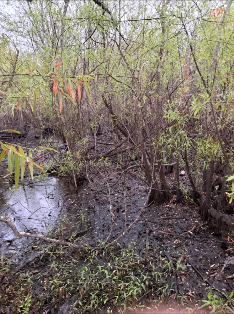 Wet overgrown brush before clearing and drainage work