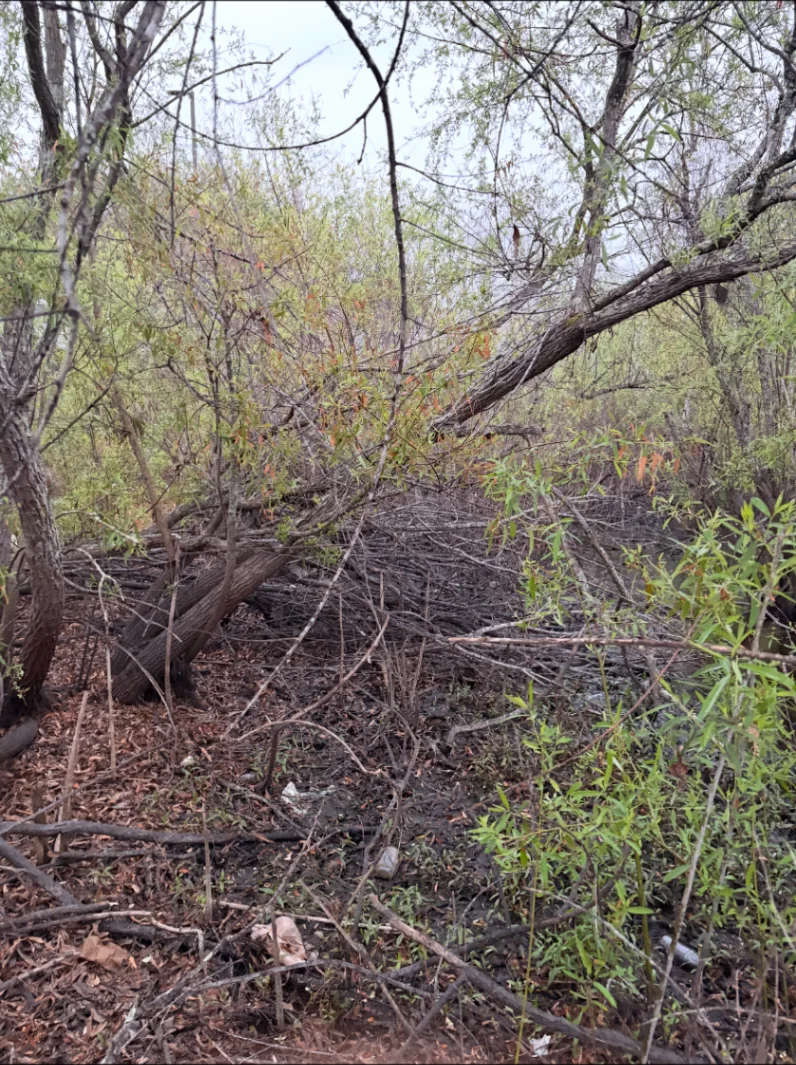 Overgrown wooded area before land clearing