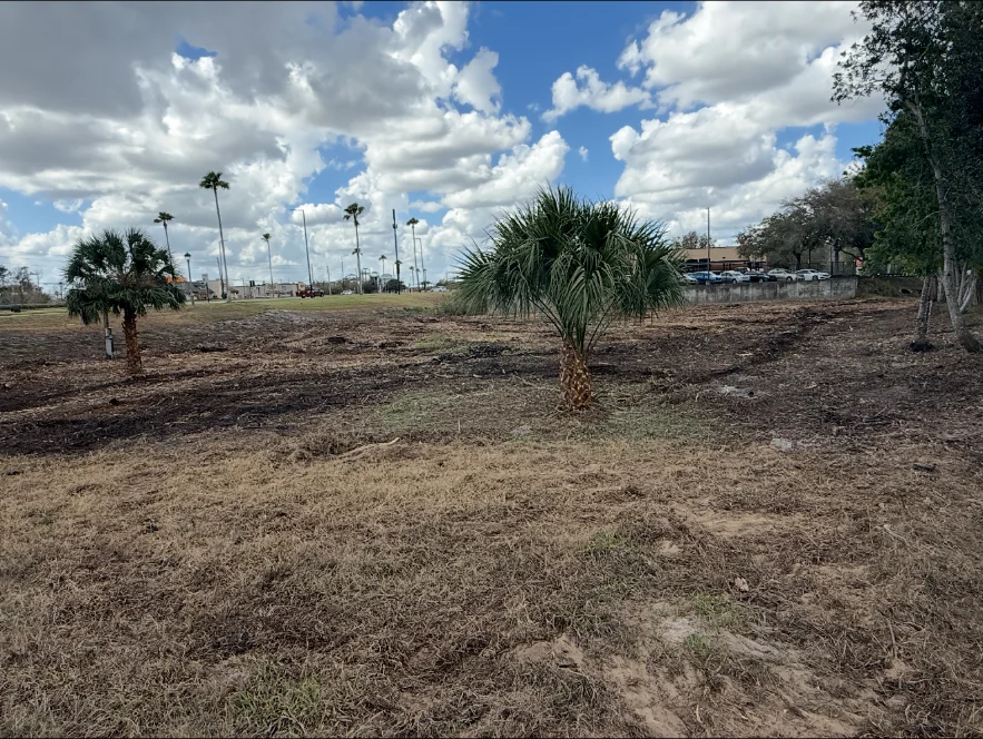 Finished land clearing with palms and tree line preserved